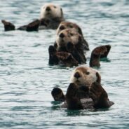 Sea Otters Face New Deadly Threat, and Humans Can Catch It, Too