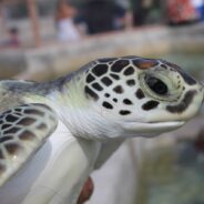 Sea Turtles Released Off Georgia’s Jekyll Island After Long Recovery