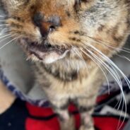 Severely Injured Cat With Numerous Broken Bones In His Face Needs Your Help To Recover