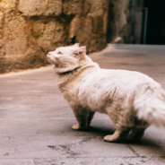 Shelter Houses Old Cats in “Luxury” Retirement Village