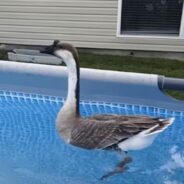 She’s The Happiest Little Girl Whenever Gumbo The Goose is With Her