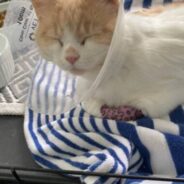 Sick Cat Found On Side Of The Road Unable To Move Needs Surgery To Walk Again