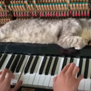 Sleepy Kitty Loves Napping On His Owner’s Piano – Even When It’s Being Played