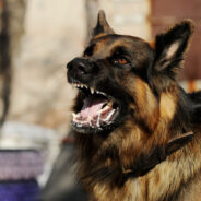 Stamping Out Rabies in Kabul