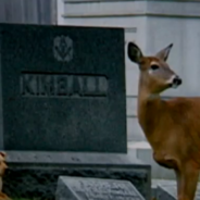 Stray Dog Becomes Best Friends With An Orphaned Deer At A Cemetery