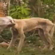 Stray Dog With Jar Stuck On Her Head Finally Learns What It’s Like To Feel Loved