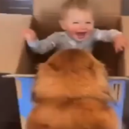 Sweet Golden Retriever Gives Baby Rides Around The House In A Cardboard Box