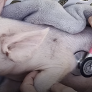 Sweet Rescue Pig Asks To Be Tucked In Bed With Blankets Every Night