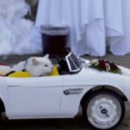 The Coolest Ring Bearer in Town is a Cat with His Classy Car Entrance