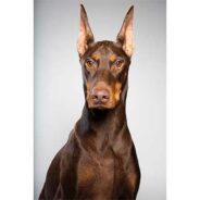 The Daring and Devoted Doberman Pinscher: Breed information, history and fun facts