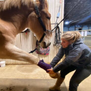 The Heartwarming Rescue and Fabulous Life of Insta-Famous Humphrey the Mule