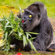 The World’s Oldest Living Gorilla Receives a Fruit Platter and a Lovely Vegetable Bouquet on Her 66th Birthday