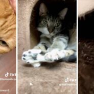 Three Senior Cats Hope To Find A New Home Together After Owner Passes Away