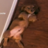 Tiny Dachshund Blocks His Owner’s Path In An Attempt To Get Belly Rubs