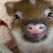 Tiny Rescue Piglet Gets Mad When Her Foster Mom Stops Giving Her Kisses