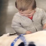 Toddler Spots Great Dane In The Store And Has The Cutest Reaction