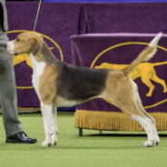 Top 10 Rare Dog Breeds in the U.S. for 2022