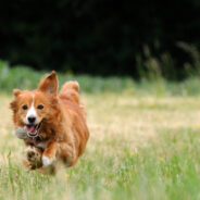 Top 3 Things to Know About Hip and Joint Supplements for Dogs