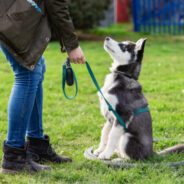 Top 5 Training Tips for New Dogs