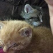 Two Newborn Kittens, One Blind, Rescued After Their Mother and Two Litter Mates Die