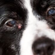 Types of Cysts on Dogs and How to Treat Them