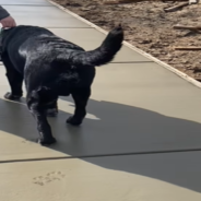 Veterinarian Runs Dogs Through Wet Cement To Leave Pawprints In Front Of New Veterinary Clinic