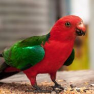 Video Calls Between Parrots Help Form Friendships, Study Finds