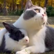 Warning Soft Content: Public Display of Cuddles Between a Cat and a Bunny