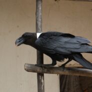 Watch Mischief, a White-Naped Raven, Create Colorful Works of Art