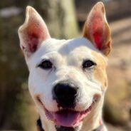 Water-Loving Dog Named After the Sea Goddess Has Been Waiting Years for a Forever Home