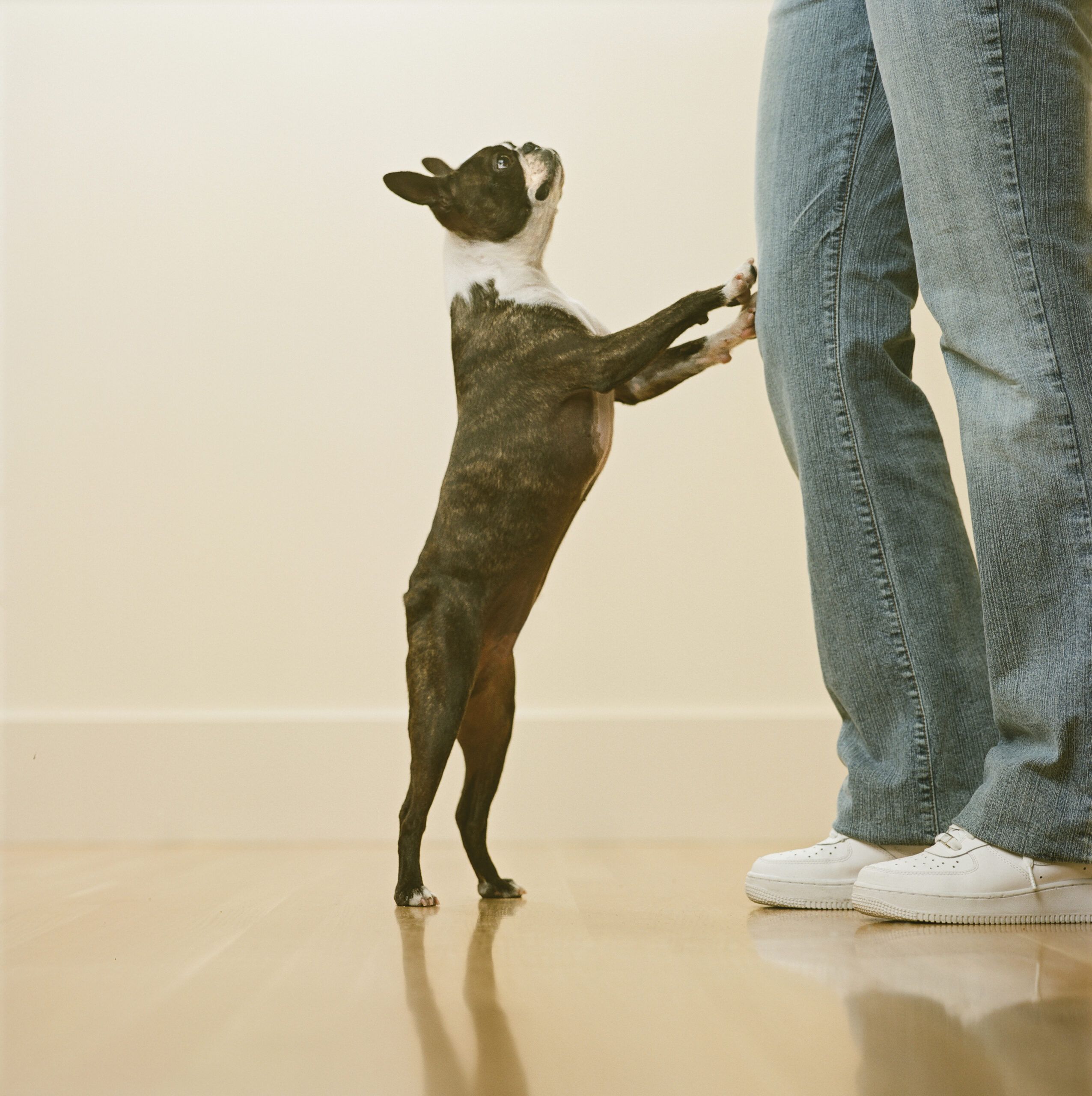 Why Does My Dog Stand on Me? | OC Shelter Pets