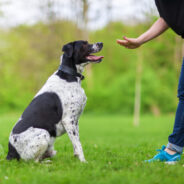 Why Structure Is Important When Training Your Dog