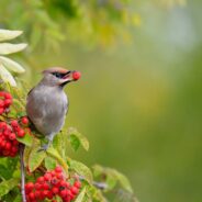 Wildlife Officials Issue Warning About Drunk Birds