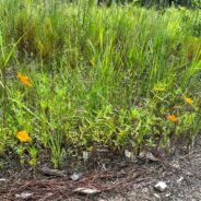 With Your Help, We’re Restoring Pollinator Habitat in the Florida Panhandle