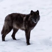 Wolf Project in Minnesota Catches Black Wolf on Camera