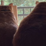 Woman Adopts An Obese Cat And Transforms His Live For The Better