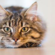 Woman Helps Senior Pet Owners Rehome Their Cats Before Passing Away