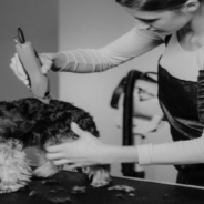 Woman Leaves Groomers With The Wrong Dog But They Refuse To Believe Her