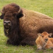 Yellowstone National Park Sanctions Hunting of Bison to Cull Diseased Herd