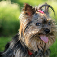 Yorkshire Terrier Takes A Giant Leap Of Faith To Get His Ball