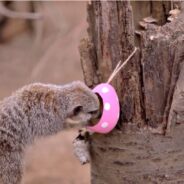 Zoo-normous Easter Egg Hunt Held for Endangered Animals at the London Zoo