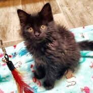 10-Week-Old Apple Jack Sure Could Use a Forever Home