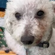 22-Year-Old Dog Looking For New Home After His Mom Passes Away Unexpectedly