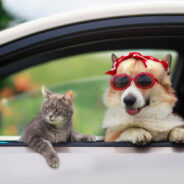 4 Summer Pet Safety Tips for Dog and Cat Parents