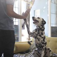 5 Dog Training Tips for Beginners