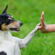 5 Foundations for Successful Dog Training