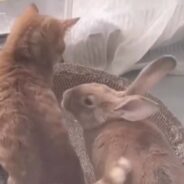 A Cat Enjoys a Rabbit’s Company in a Sweet and Cuddly Content