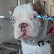 A Deaf French Bulldog Communicates Through Adorable Silent Gobbles