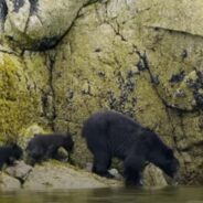 A Mother Bear and Her Two Cubs Went Out for a Thrilling Seaside Adventure