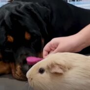 A Rottweiler Fell in Love with Her Mom’s Guinea Pigs and Can’t Last a Day Without Them